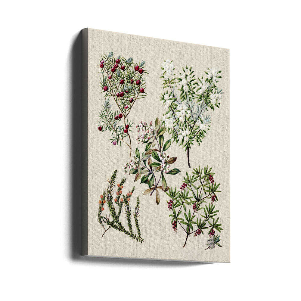 Antike Blumenzeichnungen von Sarah Featon (1848–1927) | Leinwand