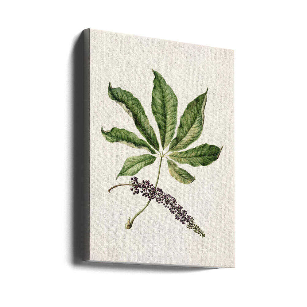 Antike Pflanzenzeichnung von Sarah Featon (1848–1927) | Leinwand