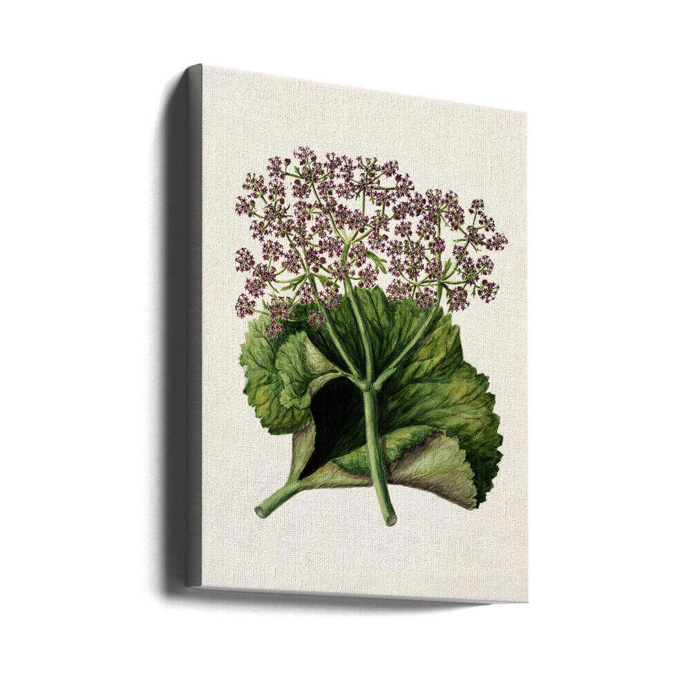 Antike Pflanze II, gezeichnet von Sarah Featon (1848–1927) | Leinwand