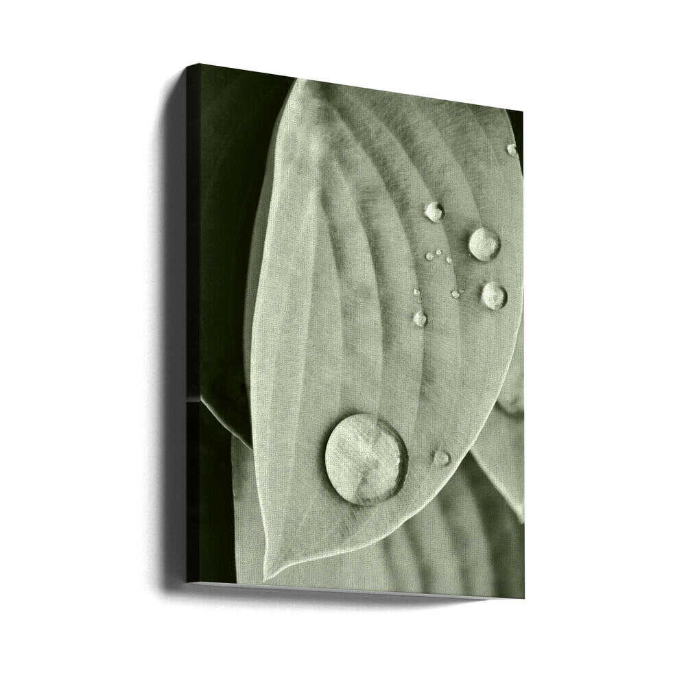 Eleganz wie Tau auf Blättern | Leinwand