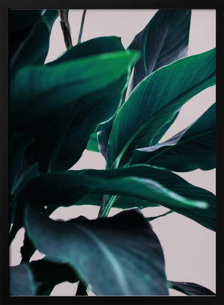 Die Eleganz tropischer Blätter | Poster