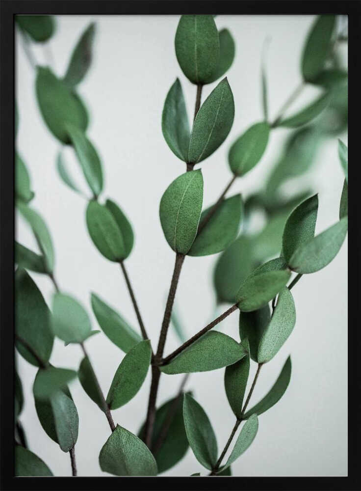 Eukalyptuszweige | Poster