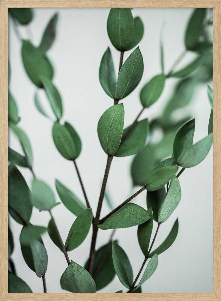 Eukalyptuszweige | Poster