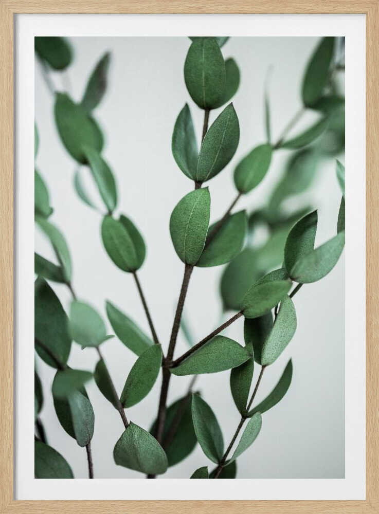 Eukalyptuszweige | Poster