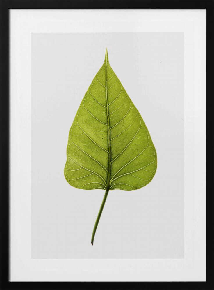 Einzelnes grünes Blatt mit filigranem Adernmuster | Poster