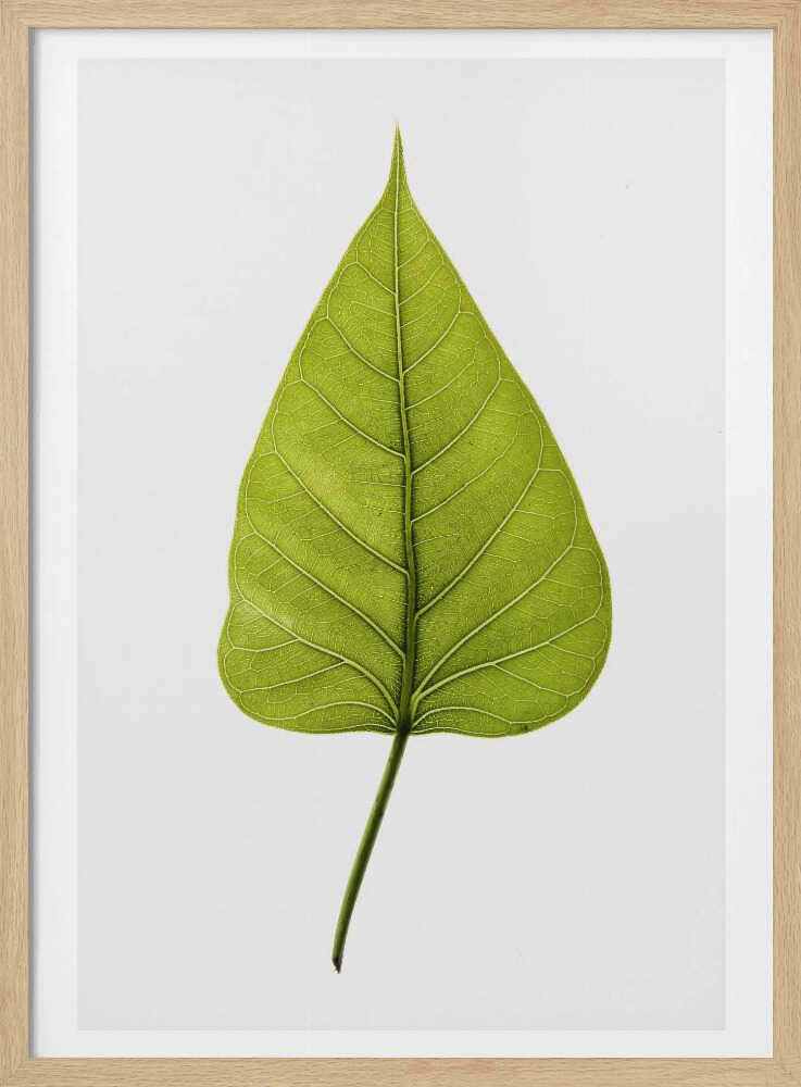 Einzelnes grünes Blatt mit filigranem Adernmuster | Poster