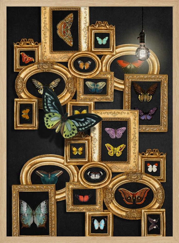 Eine Sammlung von Schmetterlingen | Poster