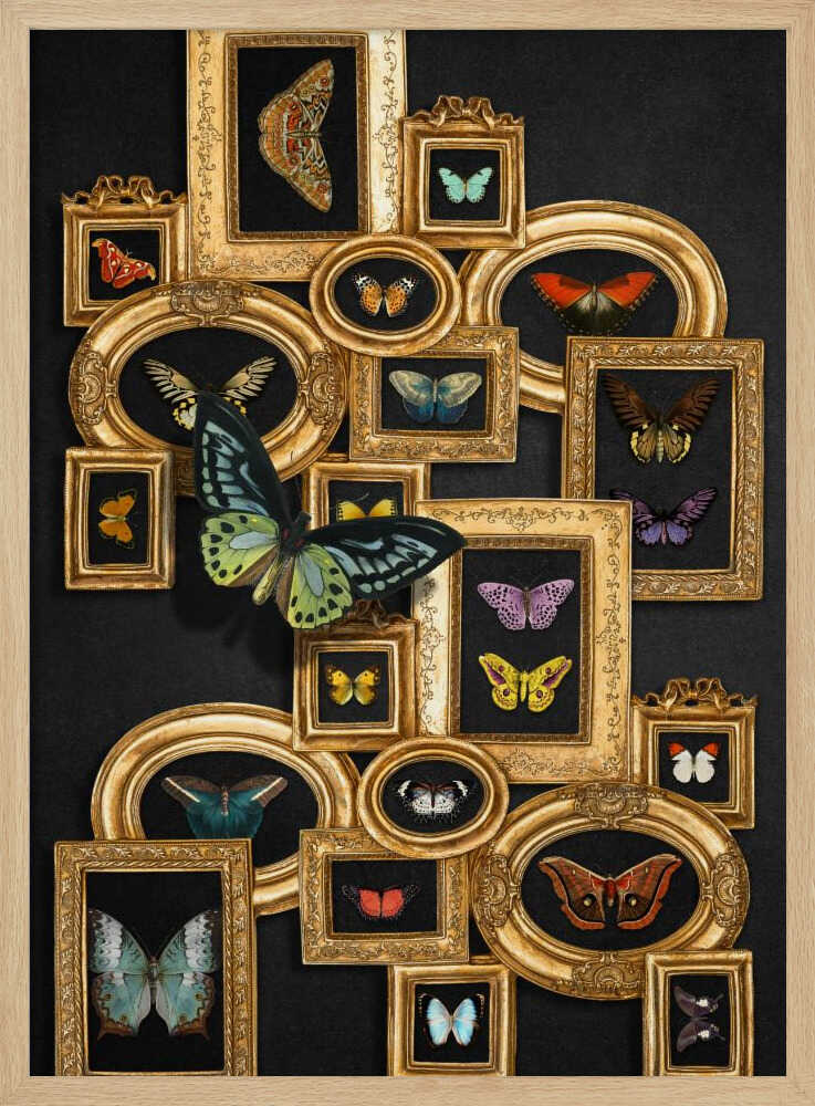 A Collection Of Butterflies | Poster
