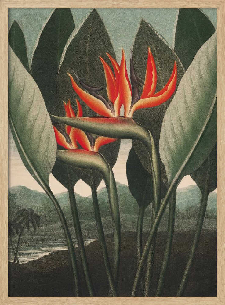 The Queen–Plant from The Temple of Flora (1807) | Poster