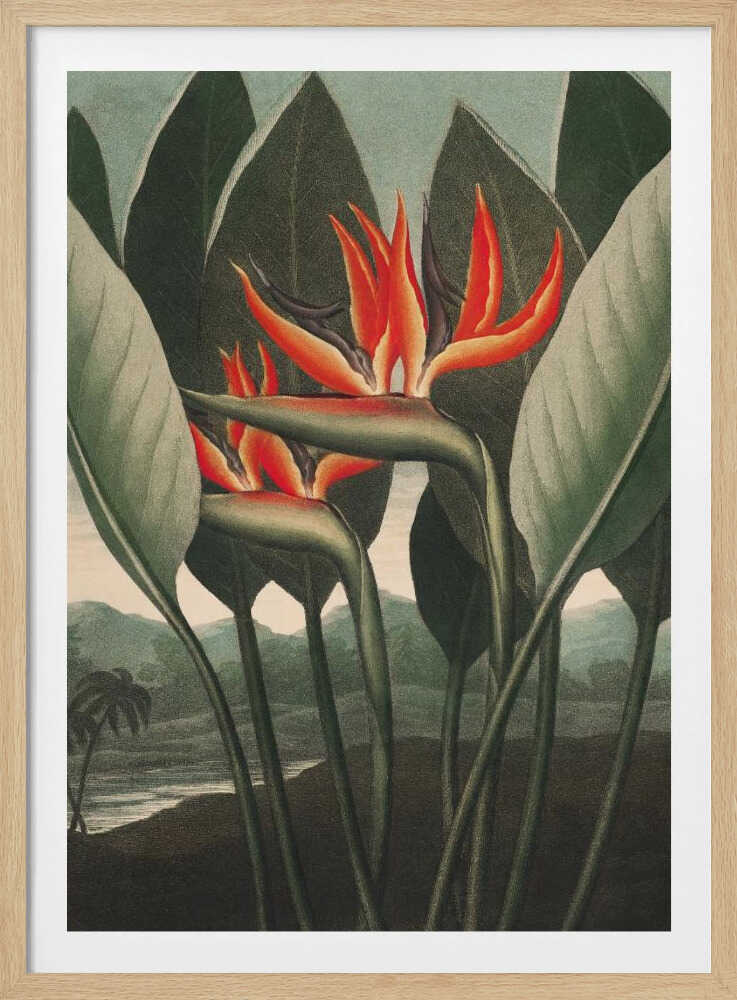 The Queen–Plant from The Temple of Flora (1807) | Poster