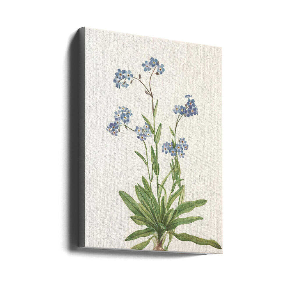 Alpen-Vergissmeinnicht aus „Nordamerikanische Wildblumen“ (1925) von Mary Vaux Walcott | Leinwand