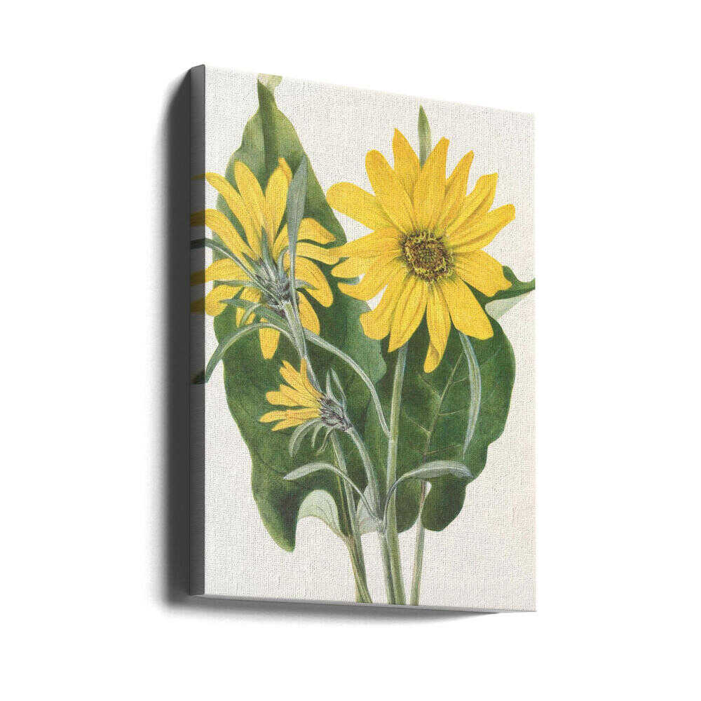 Balsamwurzel aus „Nordamerikanische Wildblumen“ (1925) von Mary Vaux Walcott | Leinwand