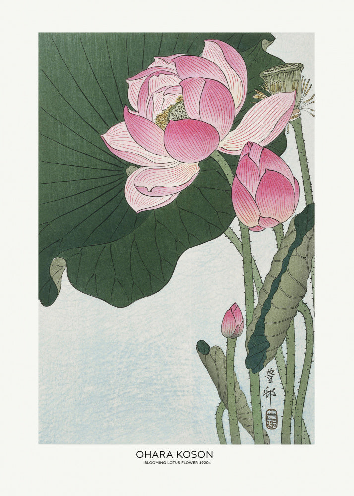 Blooming Lotus Flowers | Poster