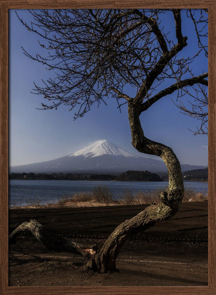 A Graceful Bow to Fuji | Poster - Walnut Frame Interior