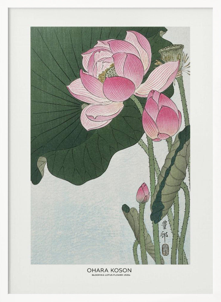 Blooming Lotus Flowers | Poster - White Frame Interior