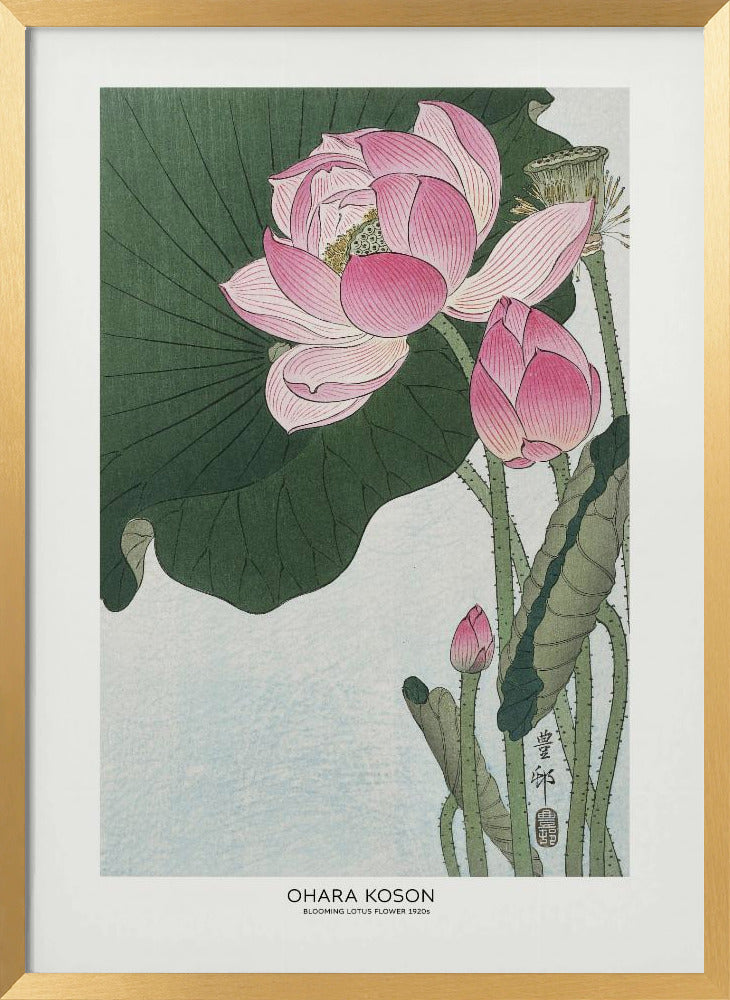 Blooming Lotus Flowers | Poster - Gold Frame Interior