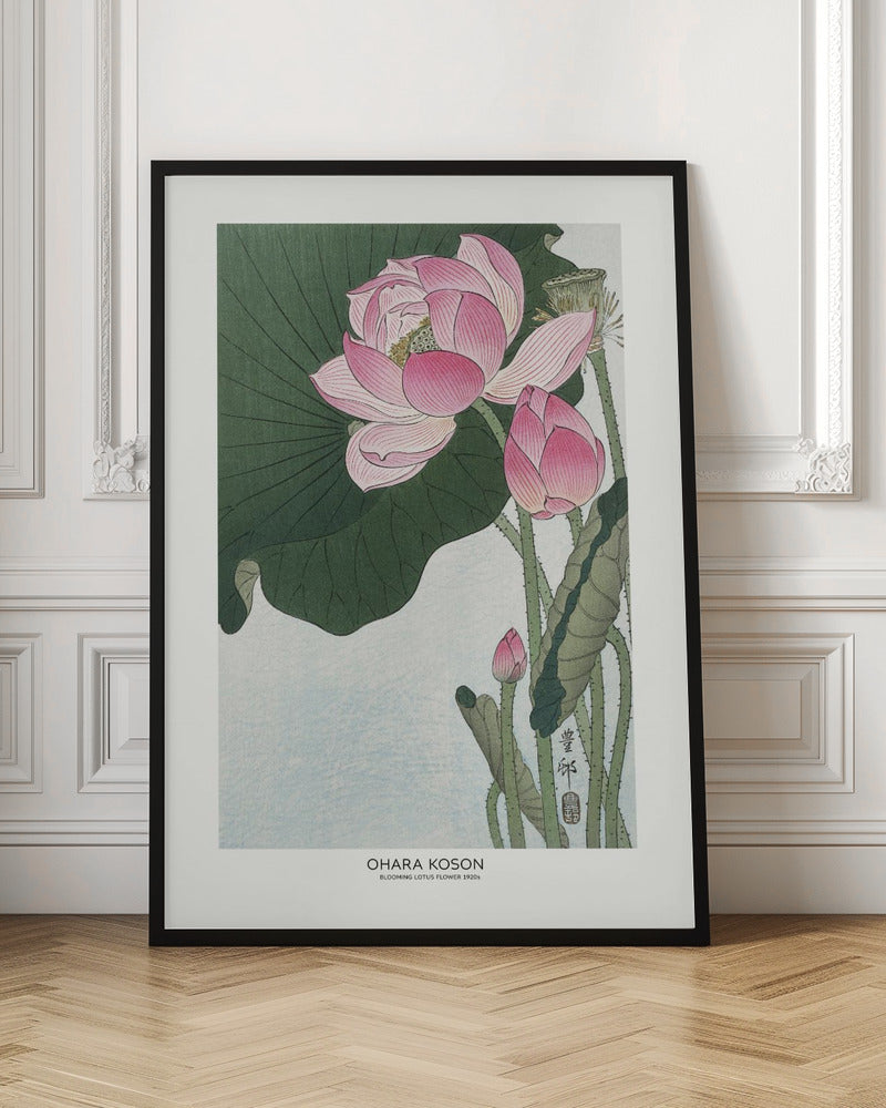 Blooming Lotus Flowers | Poster - Room Interior 1