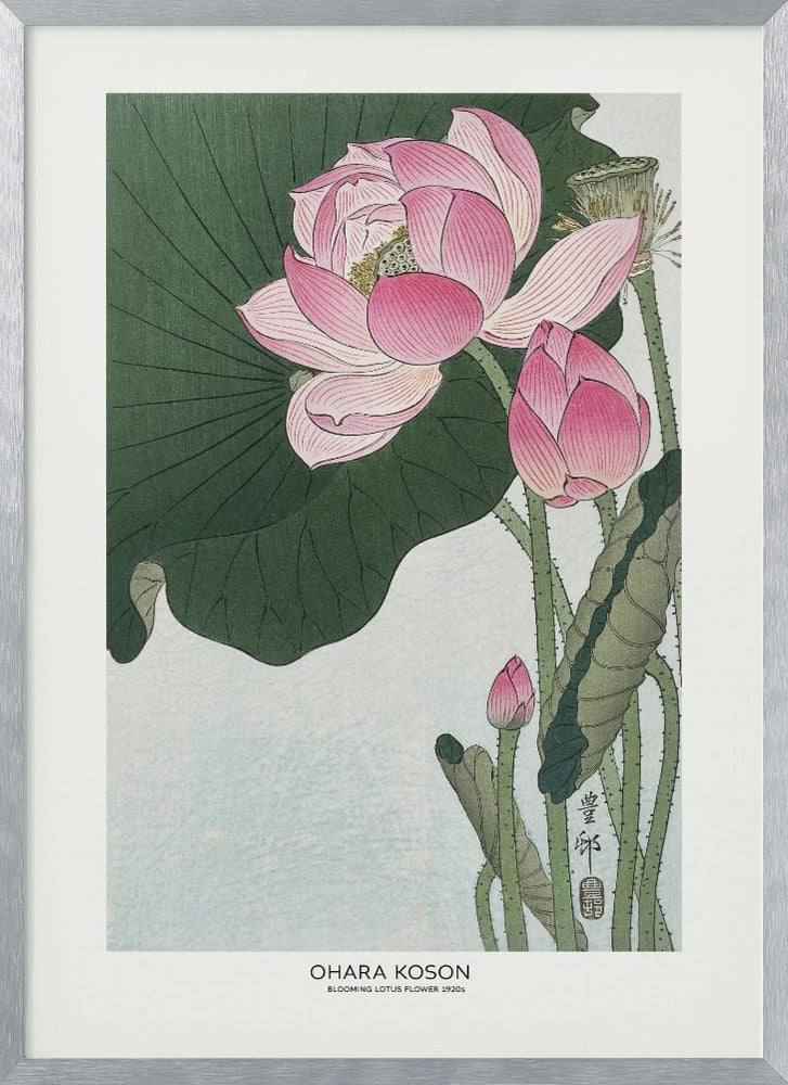 Blooming Lotus Flowers | Poster - Silver Frame Interior