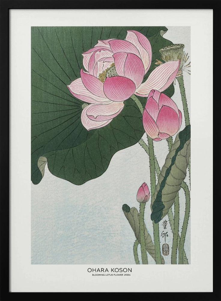 Blooming Lotus Flowers | Poster - Black Frame Interior