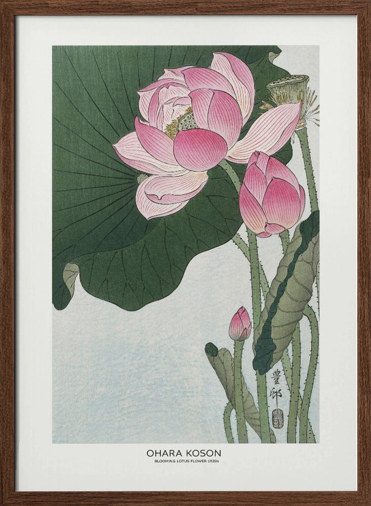 Blooming Lotus Flowers | Poster - Walnut Frame Interior