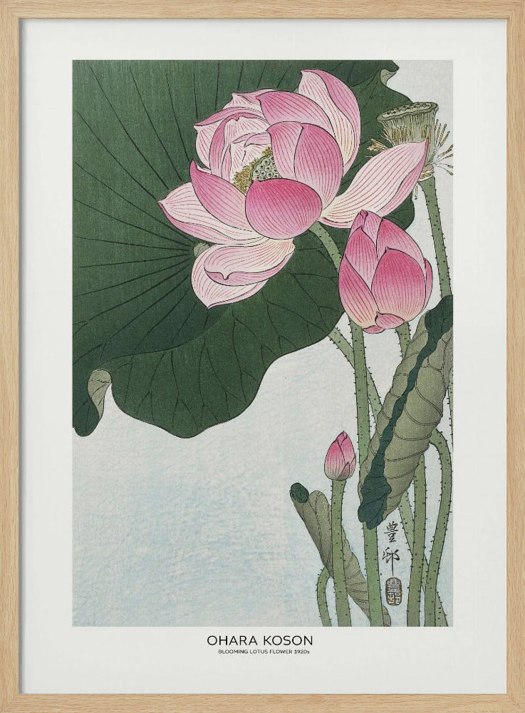 Blooming Lotus Flowers | Poster - Wood Frame Interior