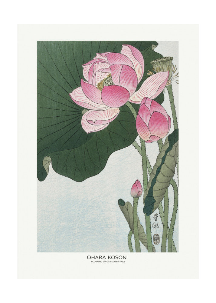 Blooming Lotus Flowers | Poster - Passepartout
