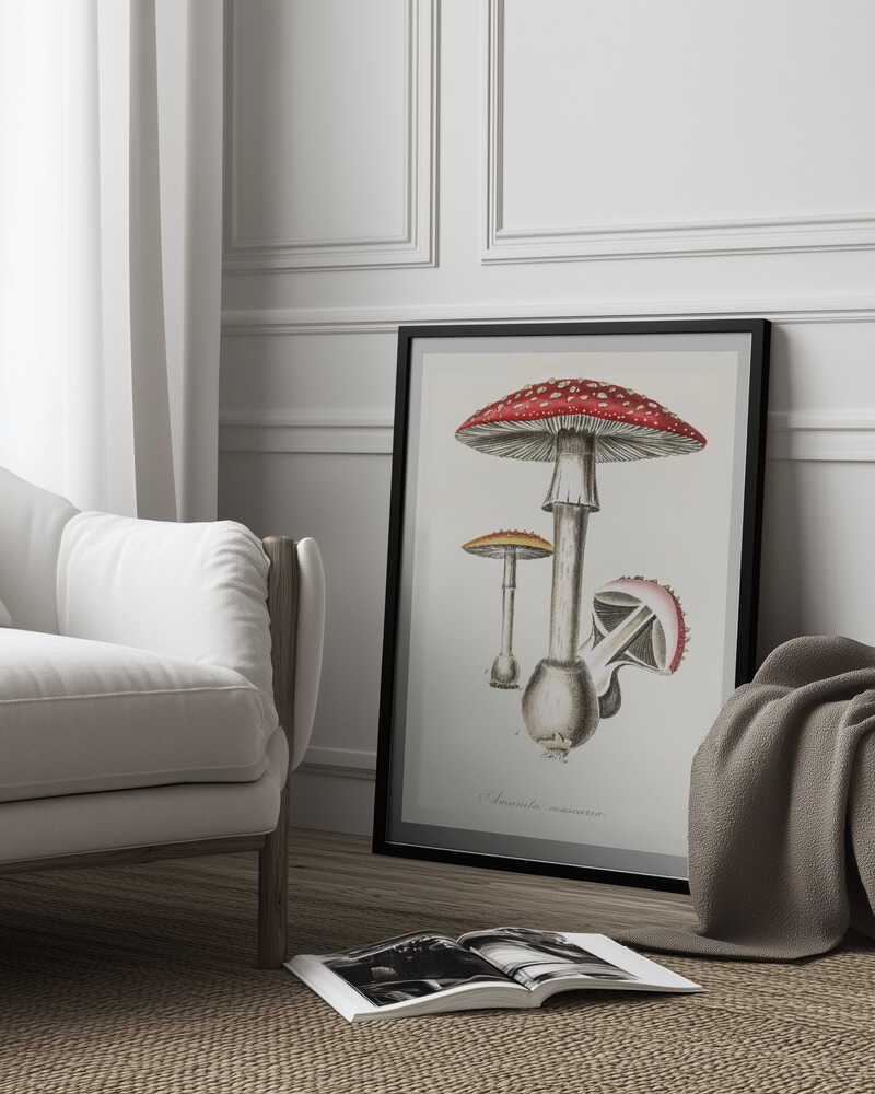 Illustration des Fliegenpilzes (Amanita muscaria). Medizinische Botanik 1836 | Poster