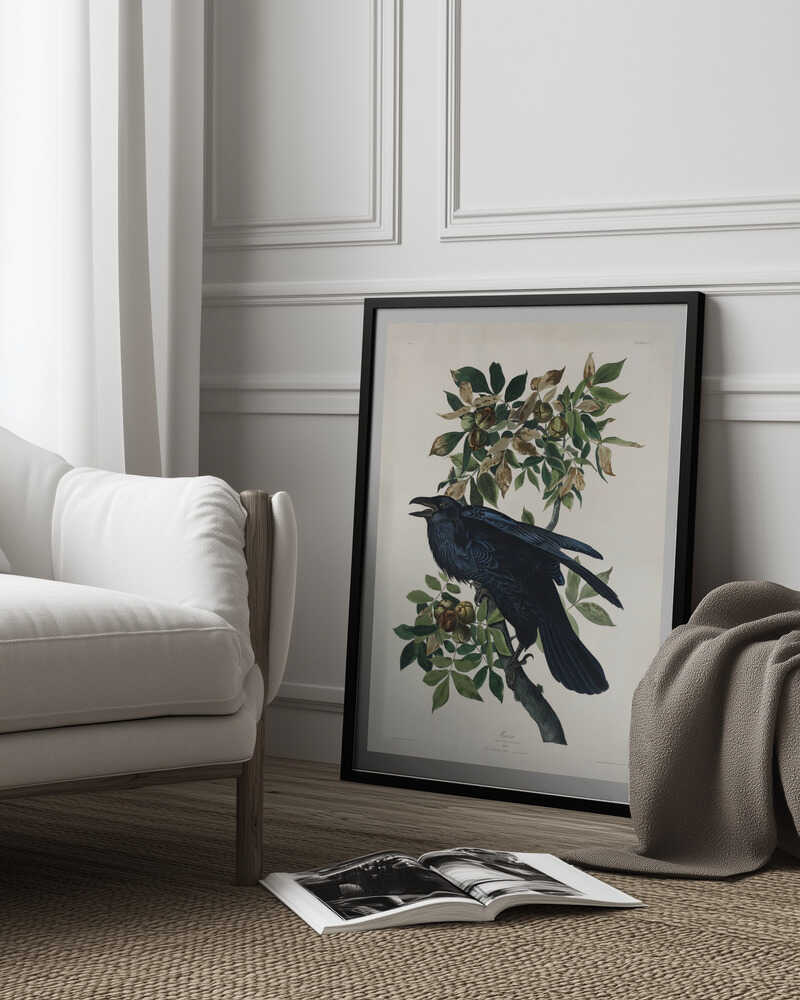 Rabe aus „Vögel Amerikas“ (1827) | Poster