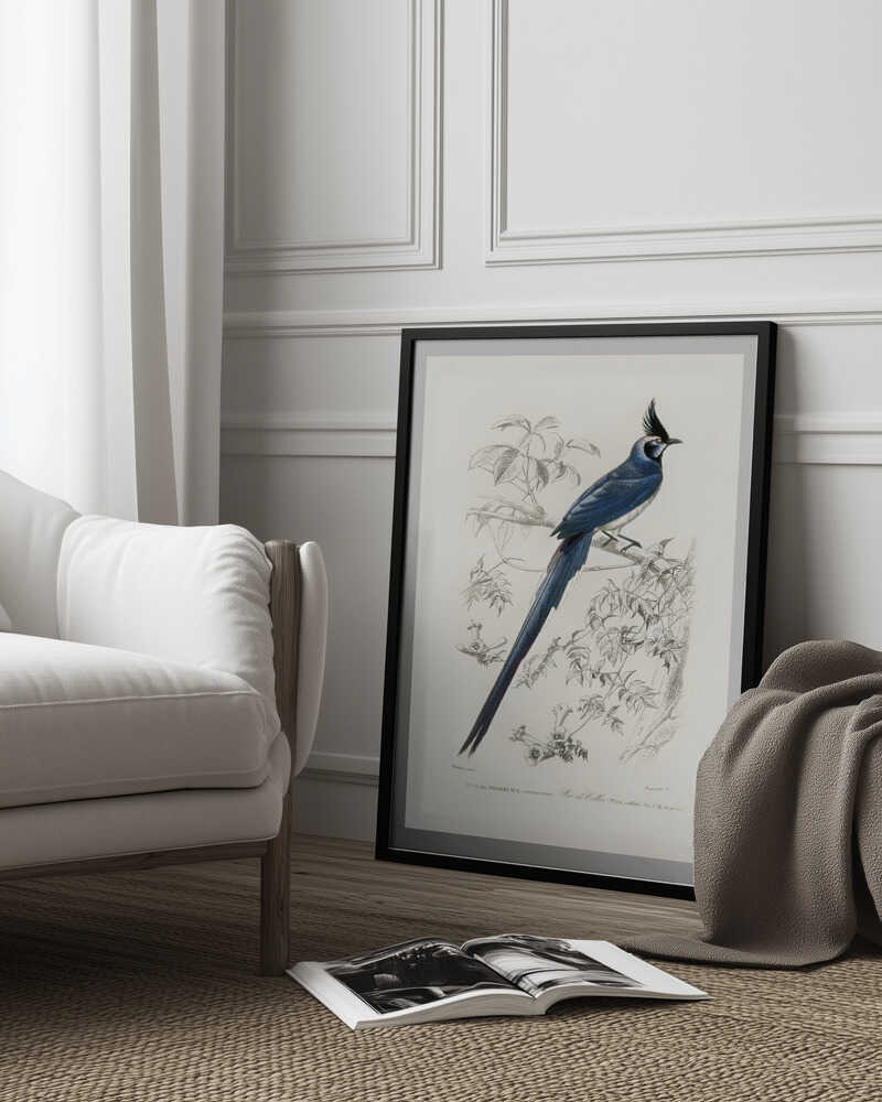 Schwarzkehl-Elsterhäher | Poster