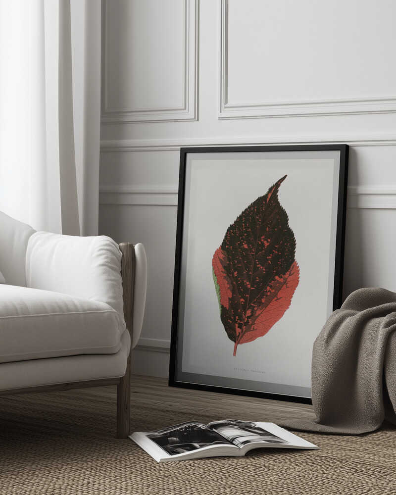 Illustration eines dreifarbigen Acalypha-Blattes | Poster