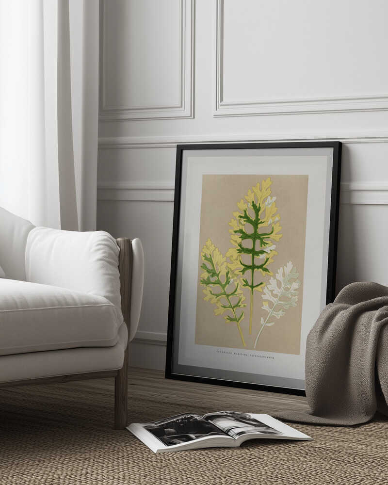 Illustration eines Blattes der Cineraria Maritima Fairbairnianum | Poster