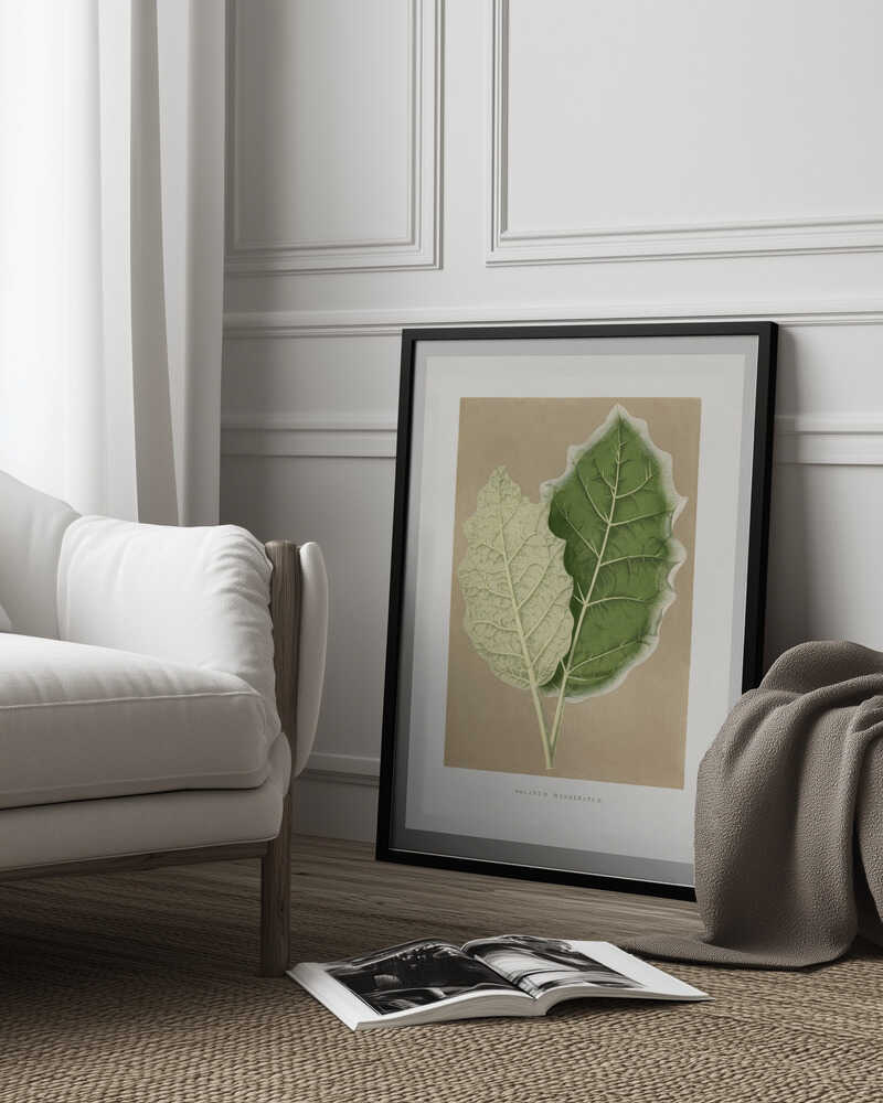 Illustration eines grünen Solanum-marginatum-Blattes | Poster