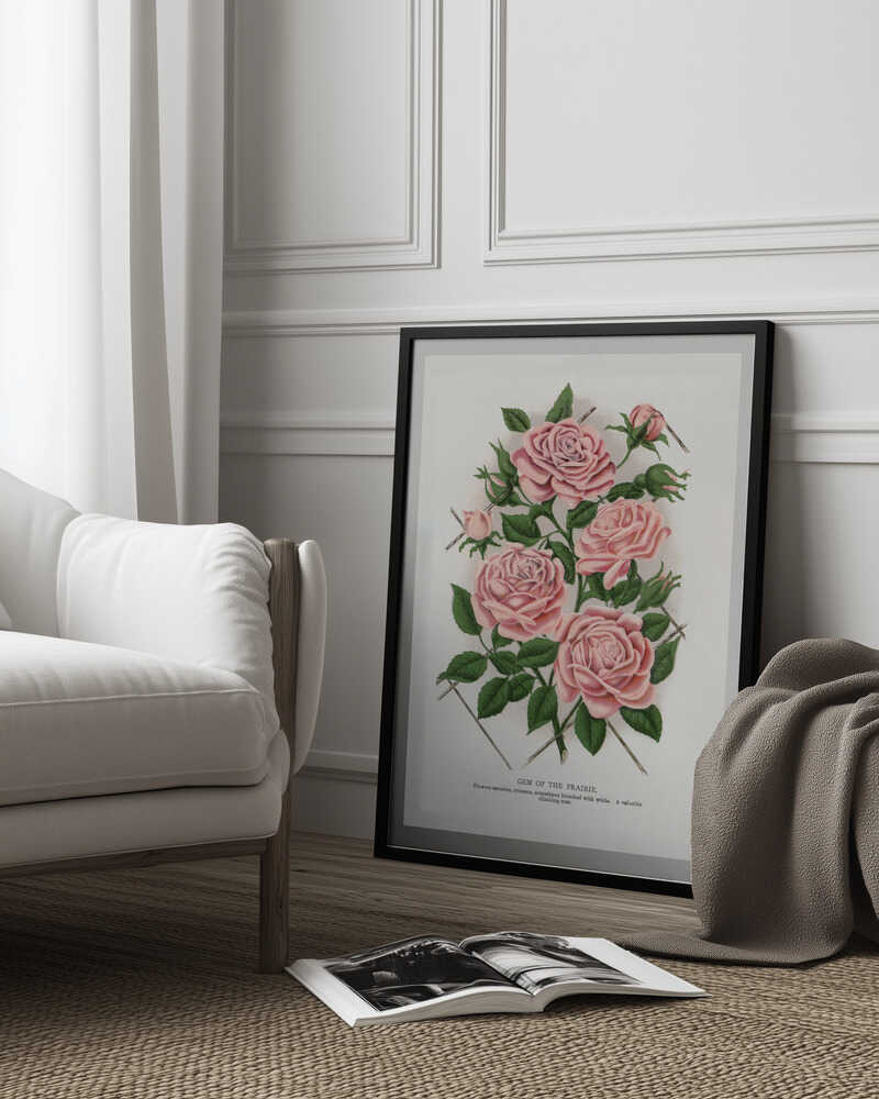 Pink Rose, Juwel der Prärie – Lithografie | Poster