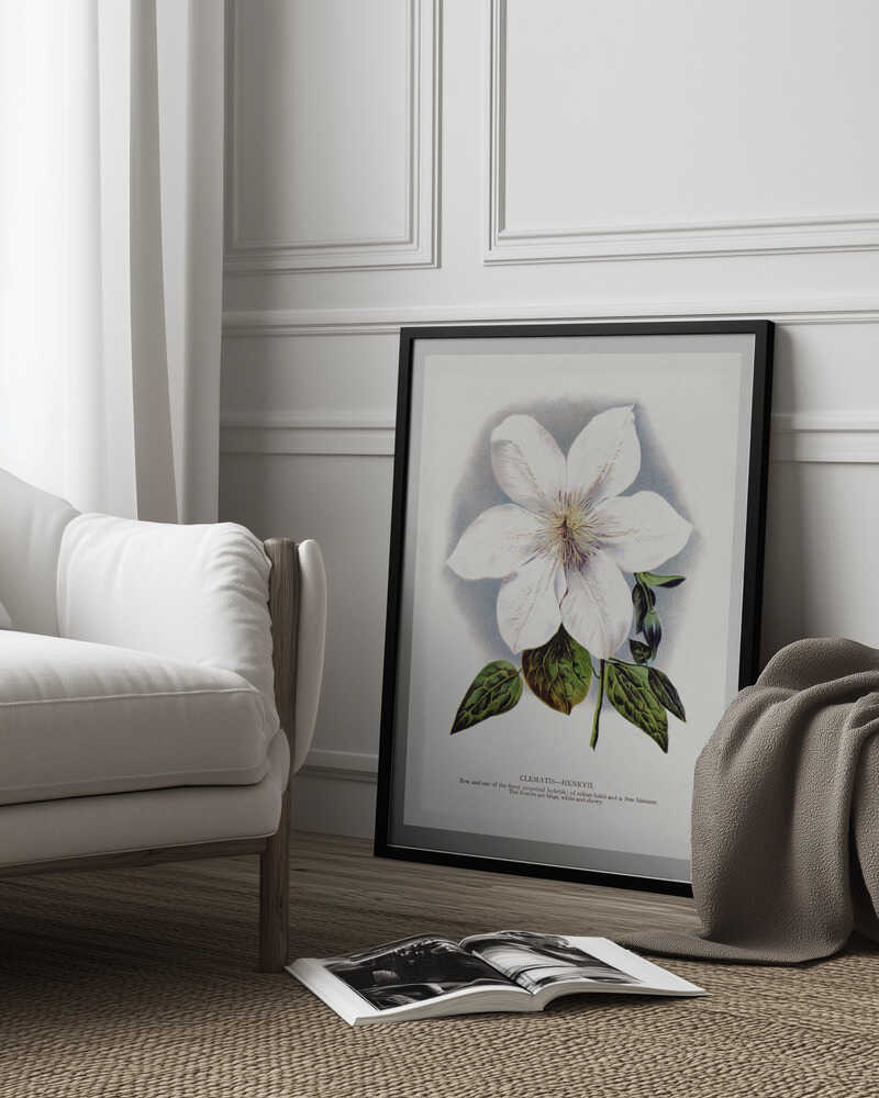 Clematis-Blumen-Lithografie | Poster