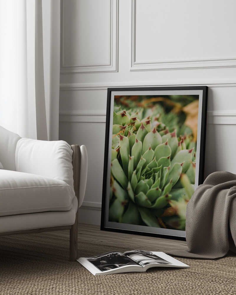 Verticille succulent | Affiche