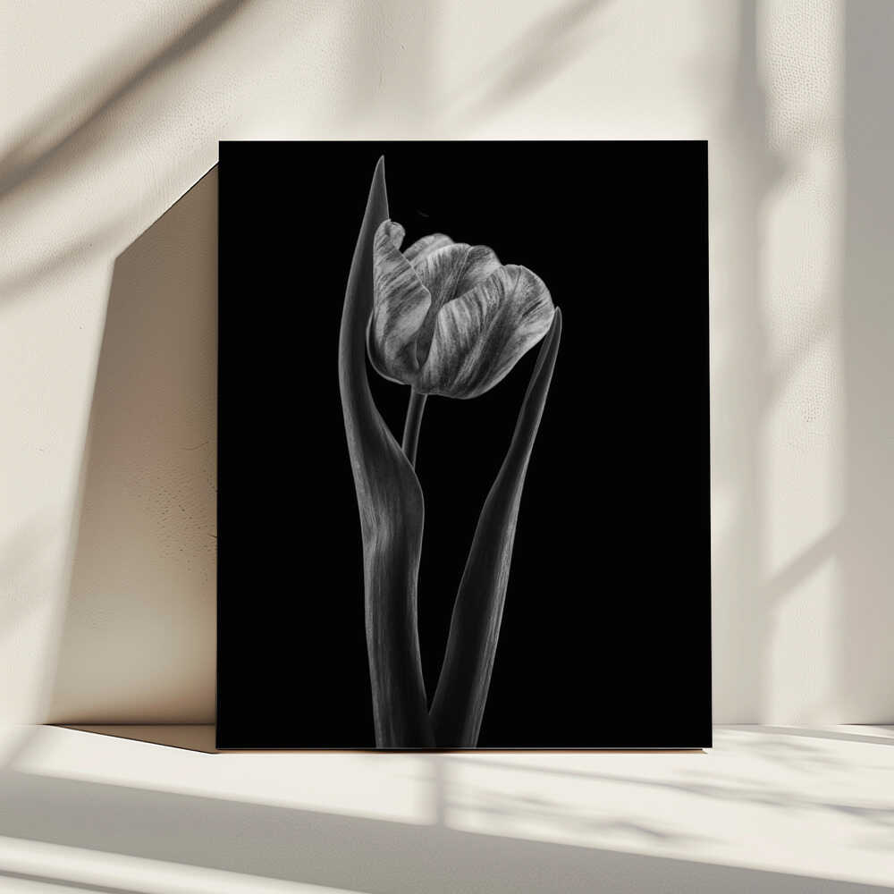 Rembrandt-Tulpe | Leinwand