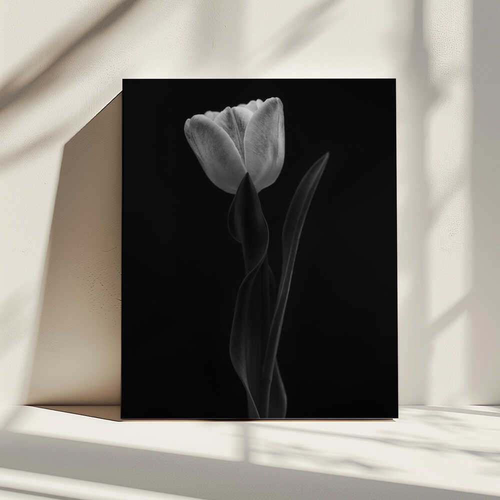 Tulpe | Leinwand