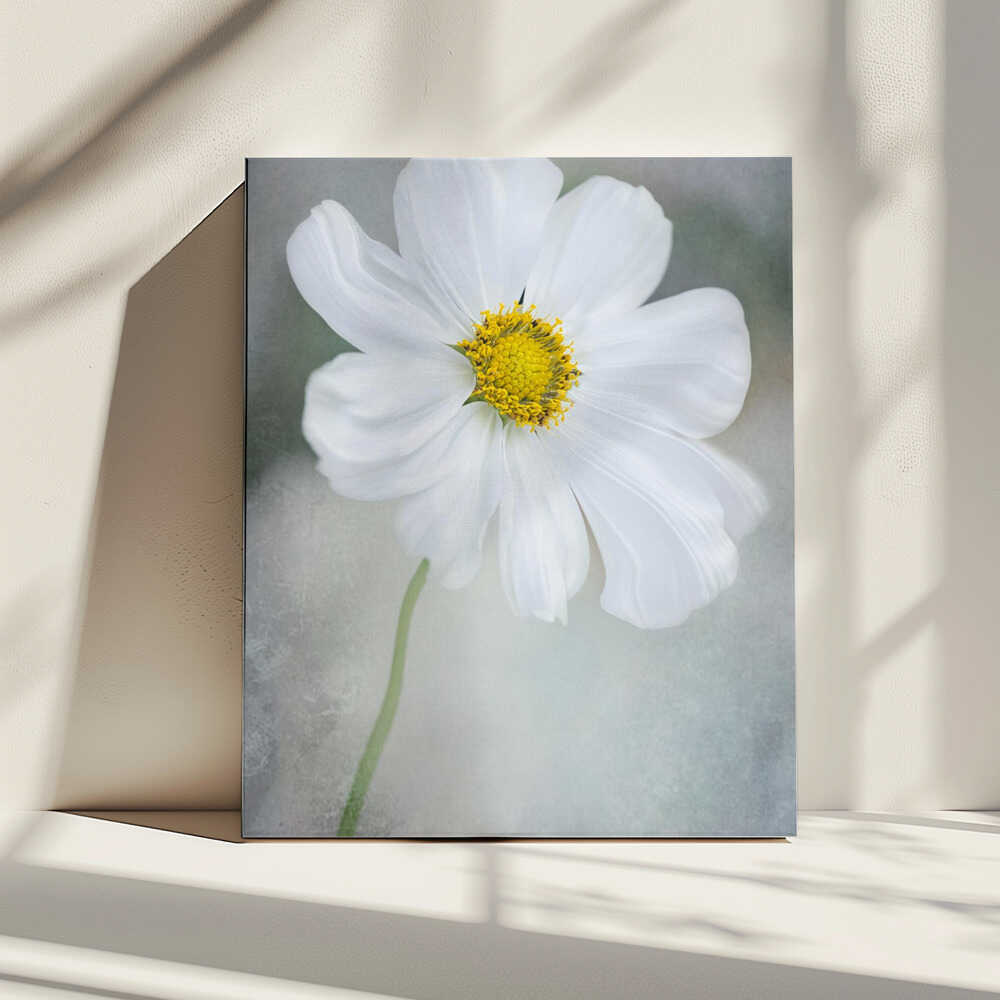 Weiße Calliopsis | Leinwand