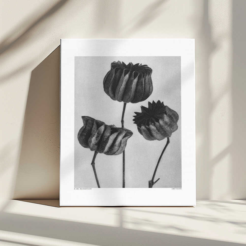 Abutilon (Lime Mallow | Canvas