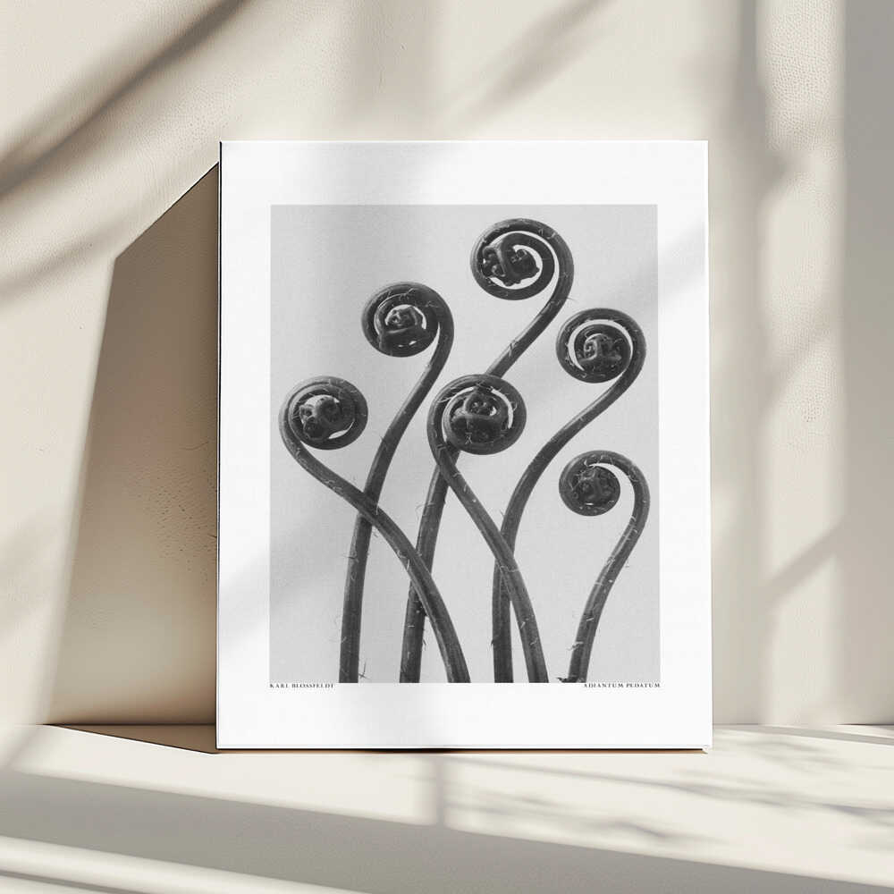 Adiantum pedatum | Leinwand