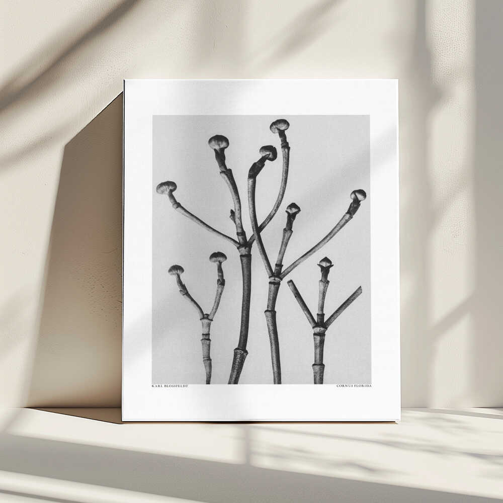 Cornus Florida | Canvas