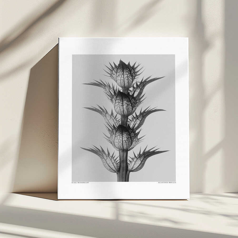 Acanthus mollis | Leinwand