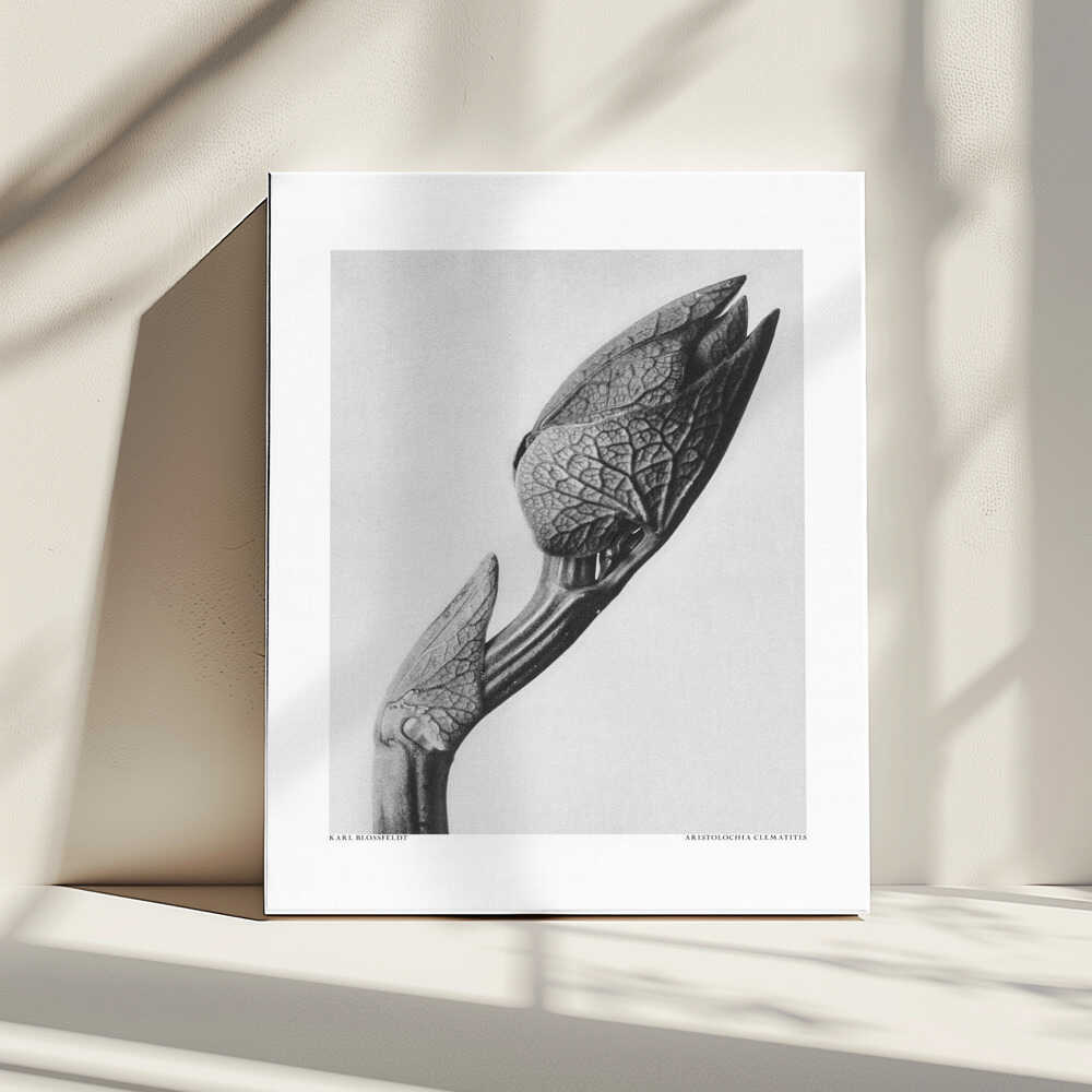 Aristolochia clematitis | Leinwand