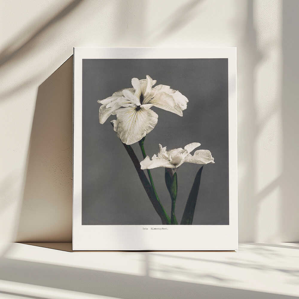 Iris Kæmpferi | Leinwand