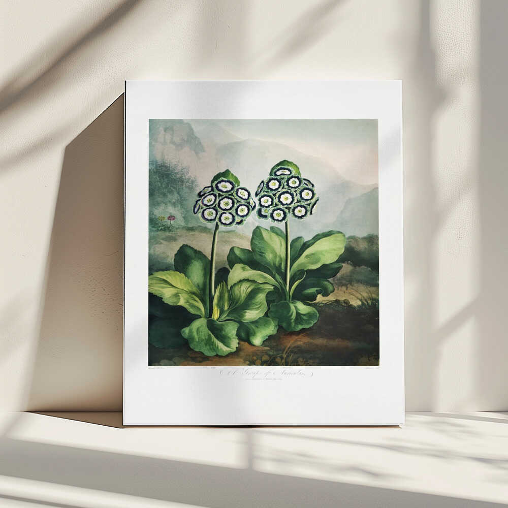 A Group of Auriculas from The Temple of Flora 2 (1807) | Canvas