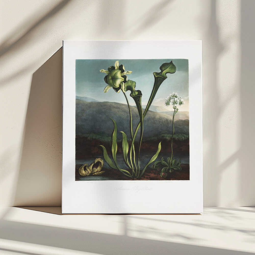 American Bog Plants from The Temple of Flora (1807) | Canvas