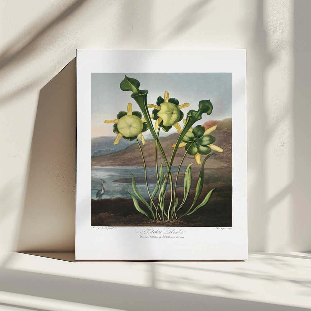 Pitcher Plant from The Temple of Flora (1807) | Canvas