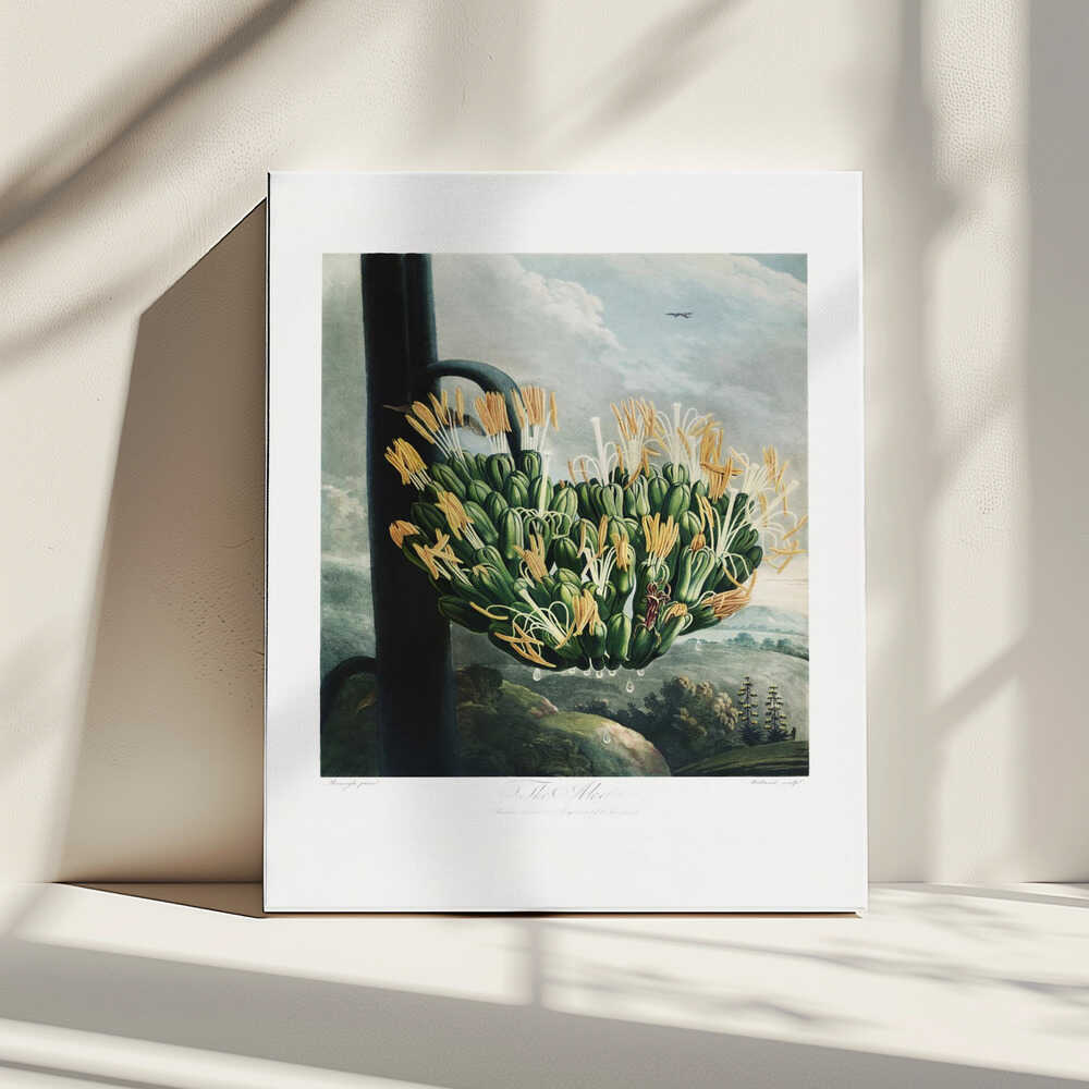 The Aloe from The Temple of Flora (1807) | Canvas