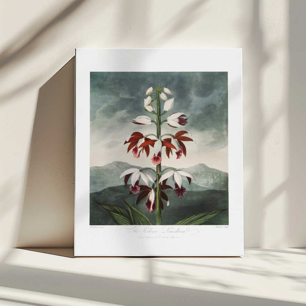 The Chinese Limodoron from The Temple of Flora (1807) | Canvas