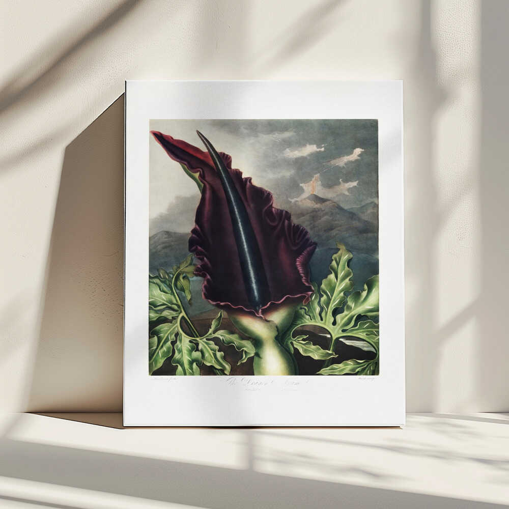 The Dragon Arum from The Temple of Flora (1807) | Canvas